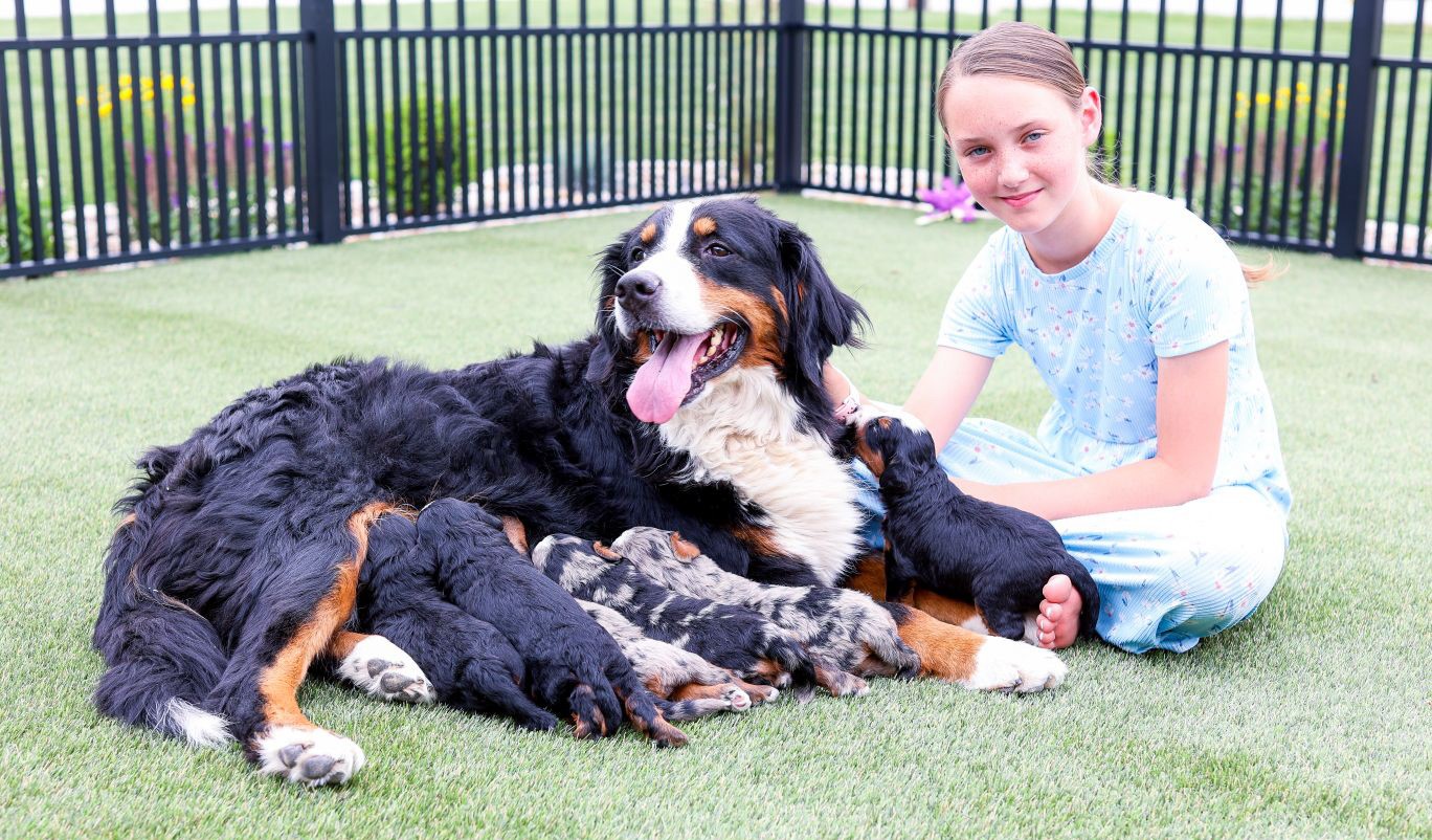 20250612 Young girl sitting on the grass with a mother Bernedoodle and her litter of puppies