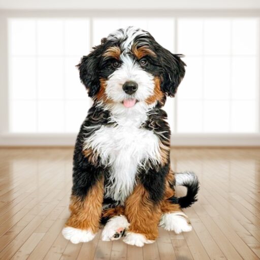 Bernedoodle Breeder Illinois