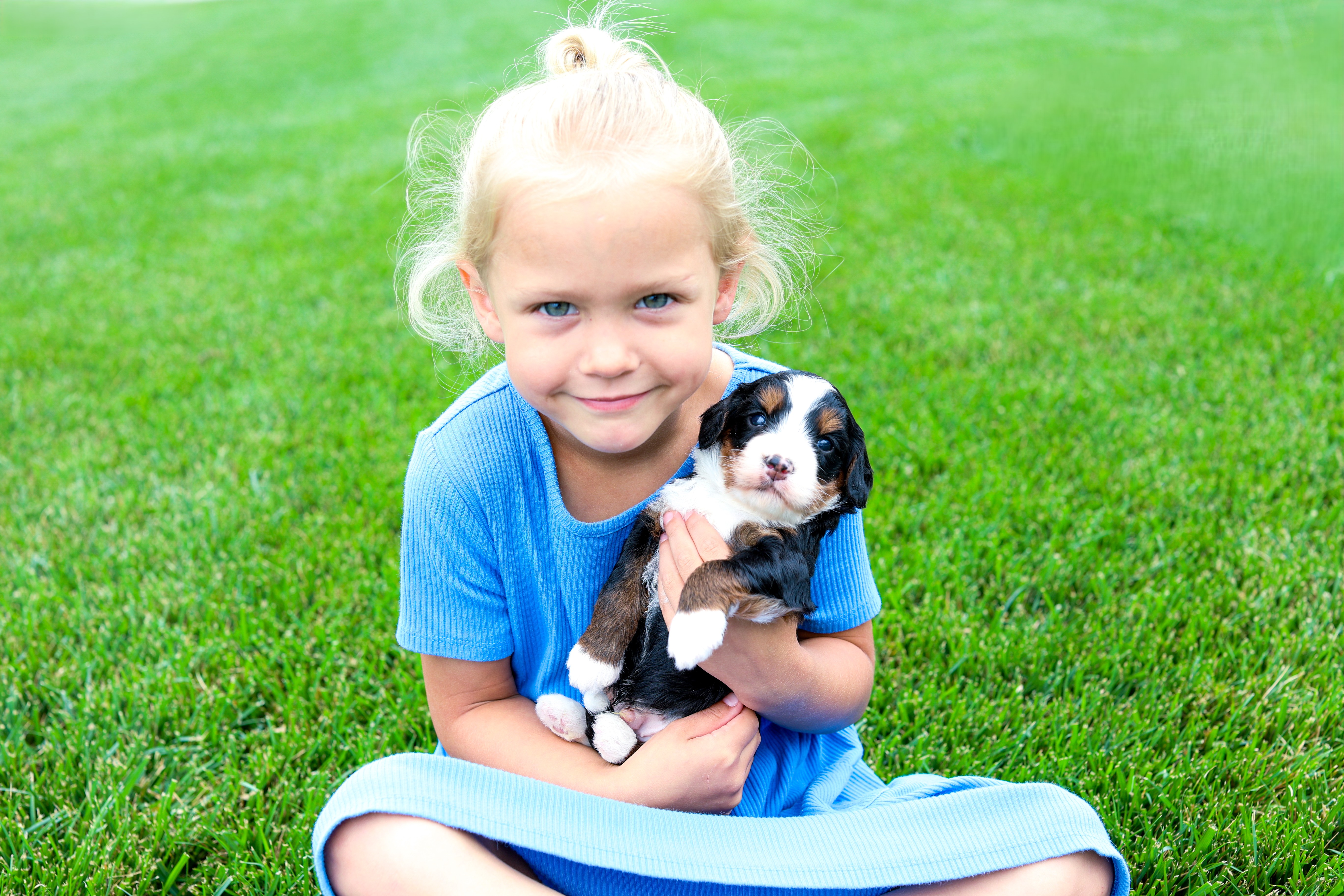 JK6A6699 Little girl wearing a blue dress holding a tricolor Bernedoodle puppy