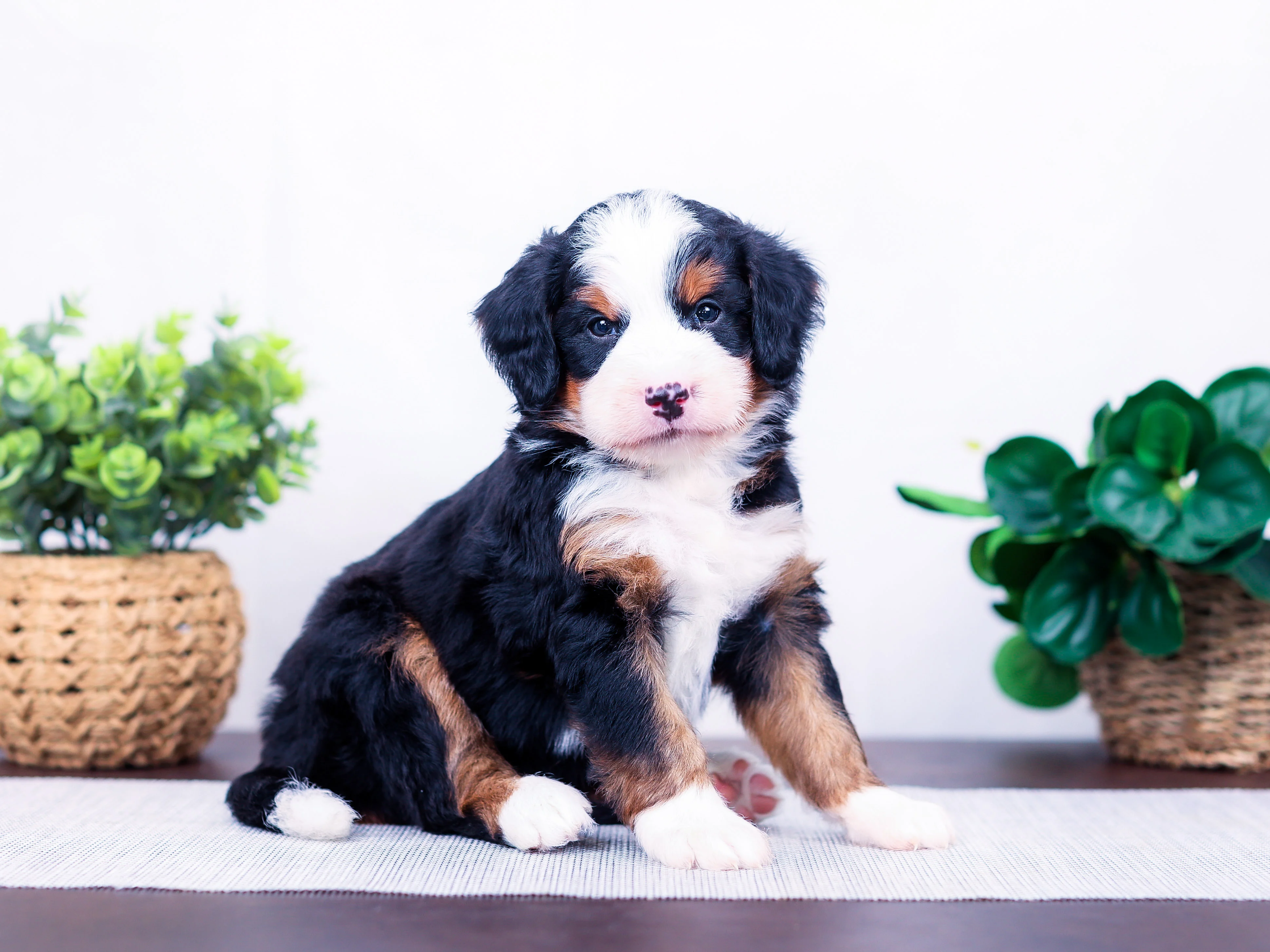 PSX_20261013_101432 Anders the puppy