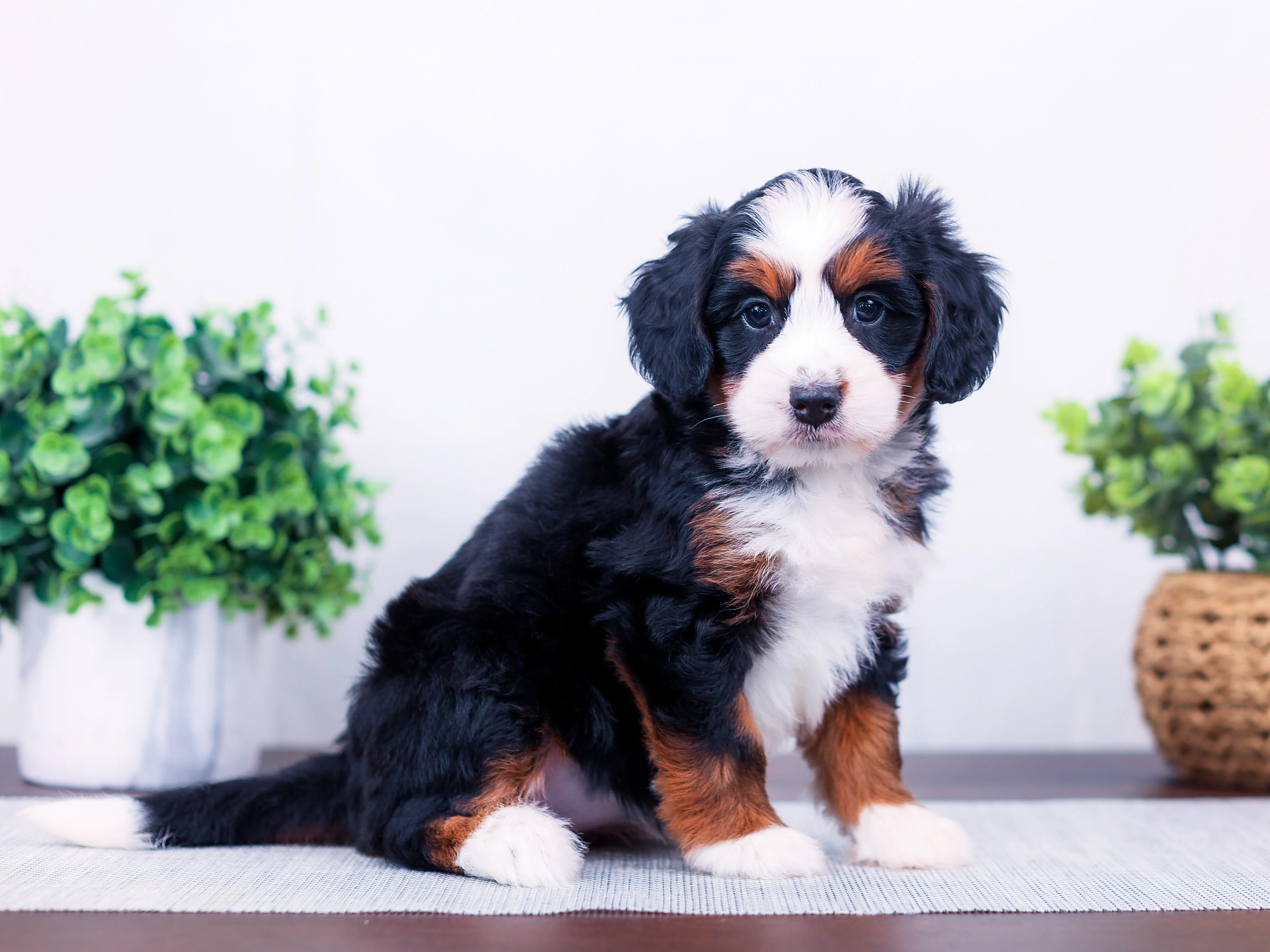 PSX_20261023_141314 Tawny the puppy