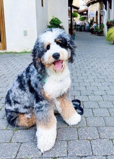 adult-merle-bernedoodle Full grown Merle Bernedoodle sitting on the sidewalks