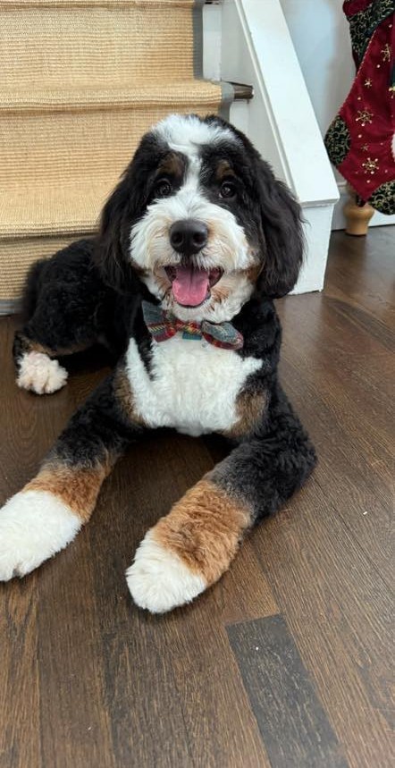 bernedoodle coat types 1