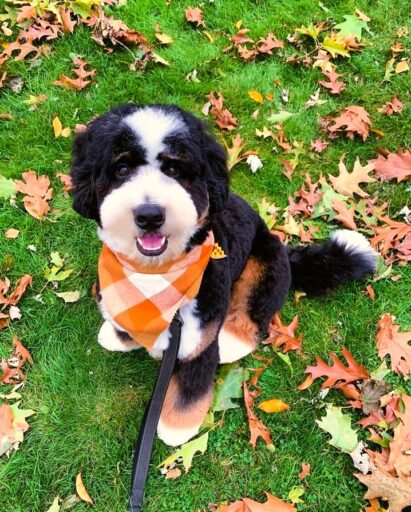 bernedoodle-fall-photo Tricolor Bernedoodle is sitting on the grass surrounded by fall leaves