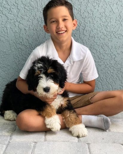 Boy hugging a bernedoodle puppy