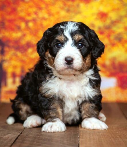 bernedoodle-puppy Tri-color Bernedoodle Puppy