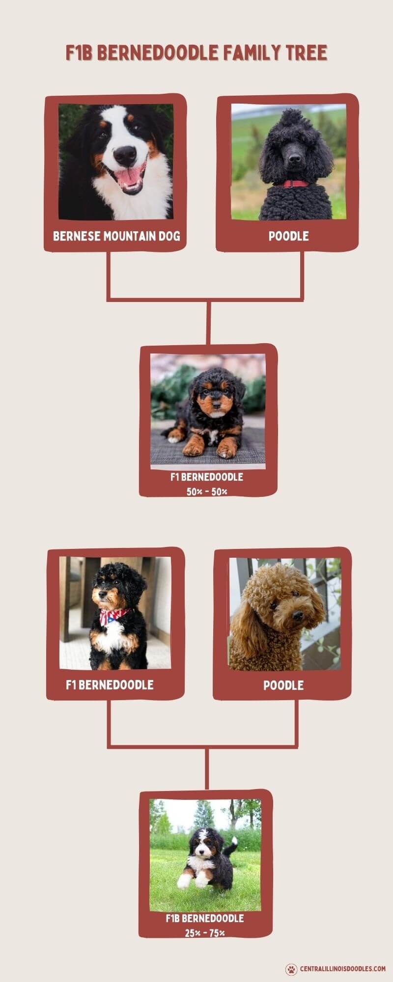 bernedoodle tree bernedoodle tree