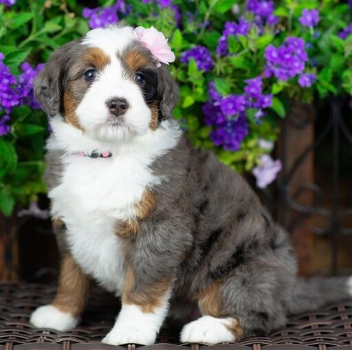blue-merle-bernedoodle-puppy Blue merle tri Bernedoodle sitting next to purple flowers