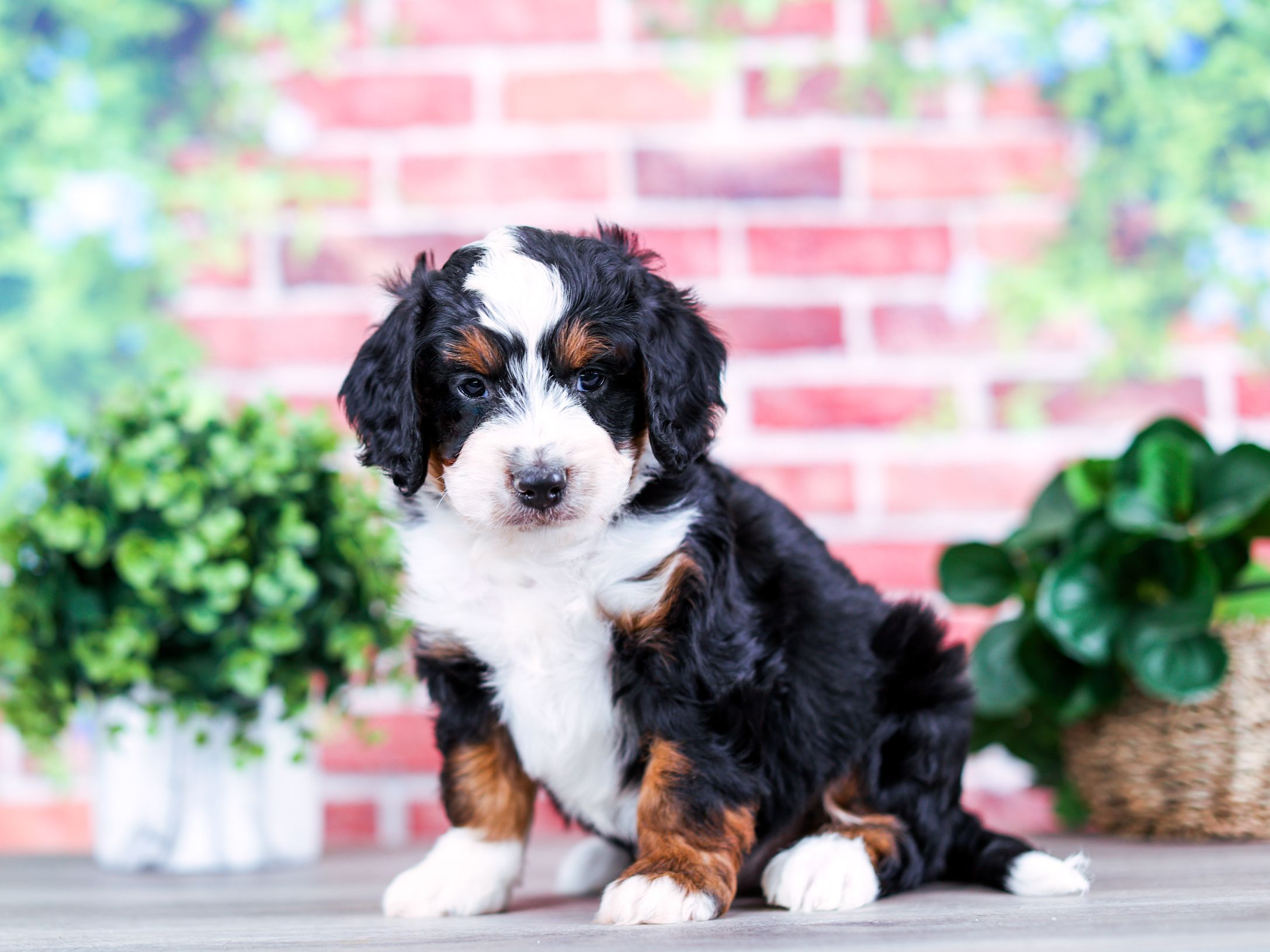 champ-mini-bernedoodle (6) Tri-color Bernedoodles