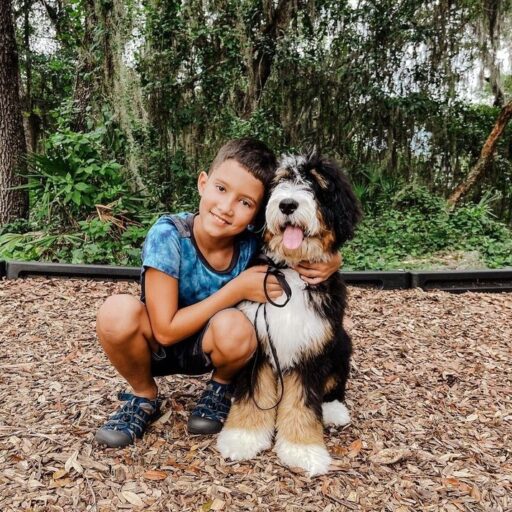 child-with-bernedoodle-dog child with bernedoodle dog