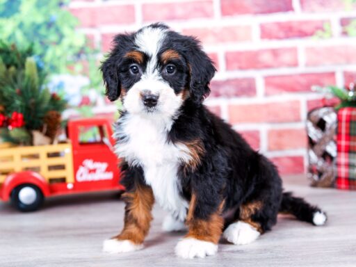 gizmo-mini-bernedoodle (4) Tri-color Bernedoodle Puppy