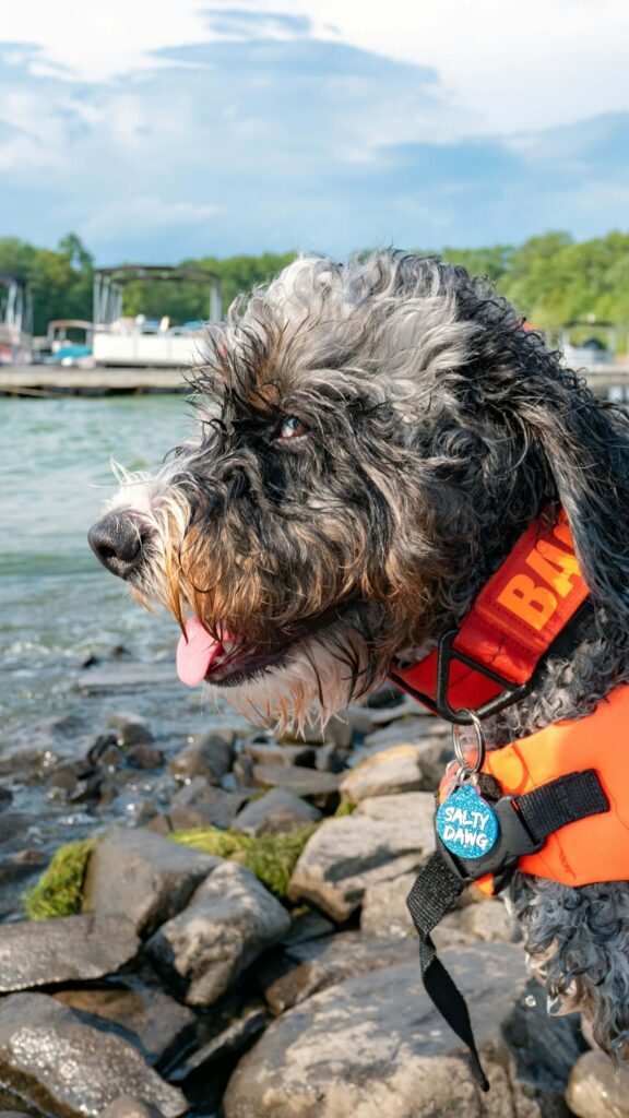 Grey Bernedoodle grey bernedoodle