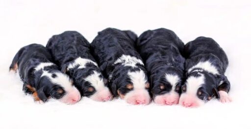 maisy-bo-1200×619 maisy bo 1200x619 1