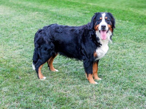maisy-mother maisy mother