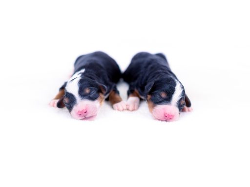 males-maisy-2026 males maisy 2026