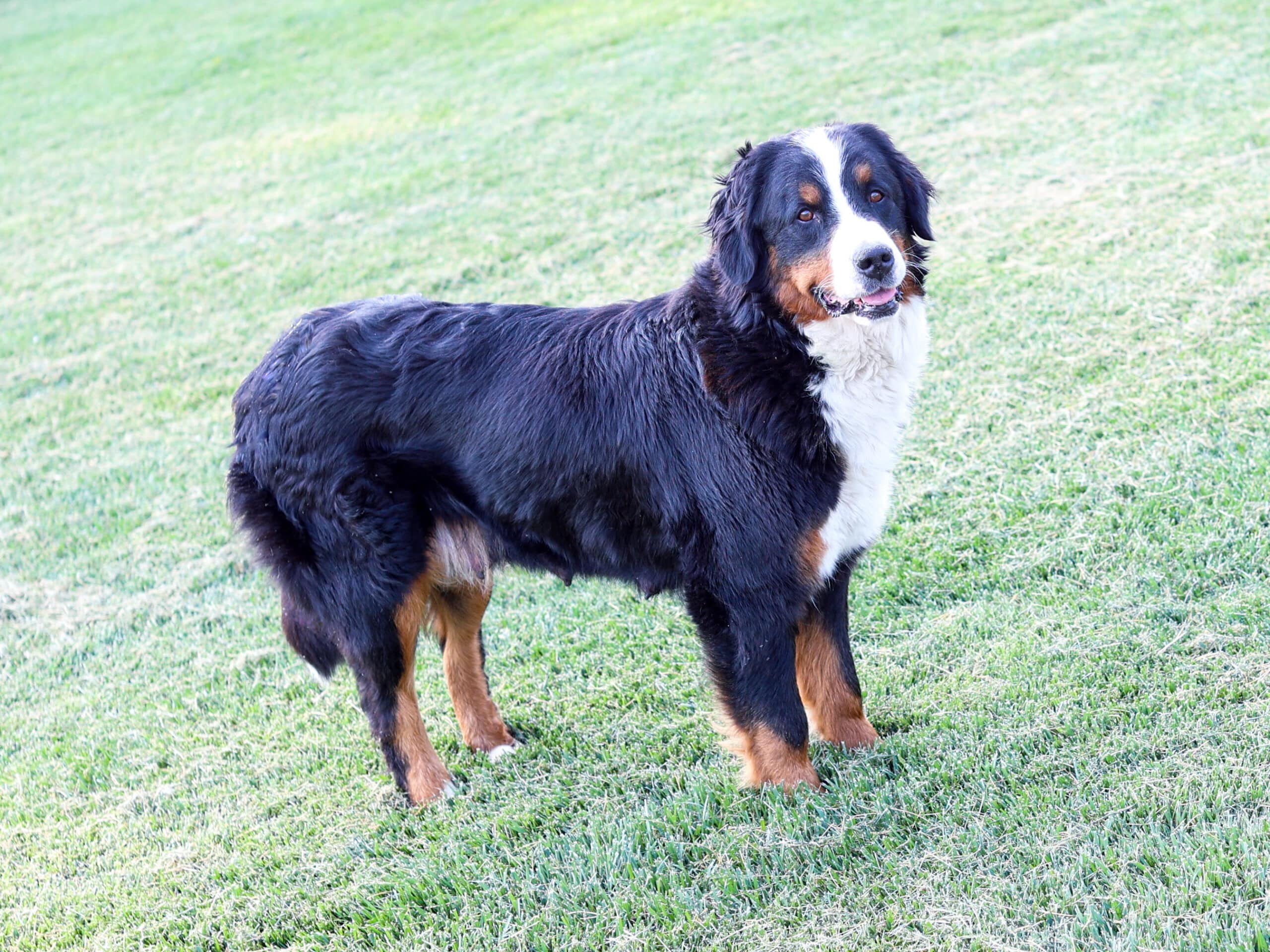 Bernese Mountain Dog