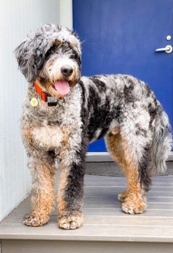 merle-bernedoodle Blue Merle Bernedoodle dog standing in front of a blue door