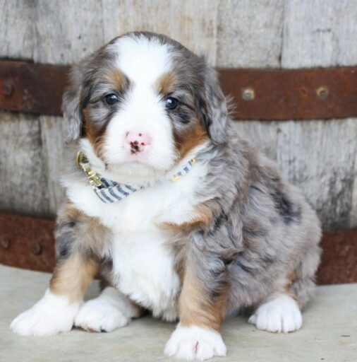 Tri Blue merle bernedoodle puppy 