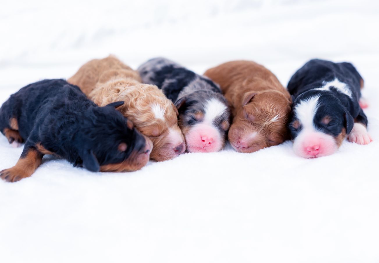 missy-mini-bernedoodle-females Litter of F1B Bernedoodle puppies