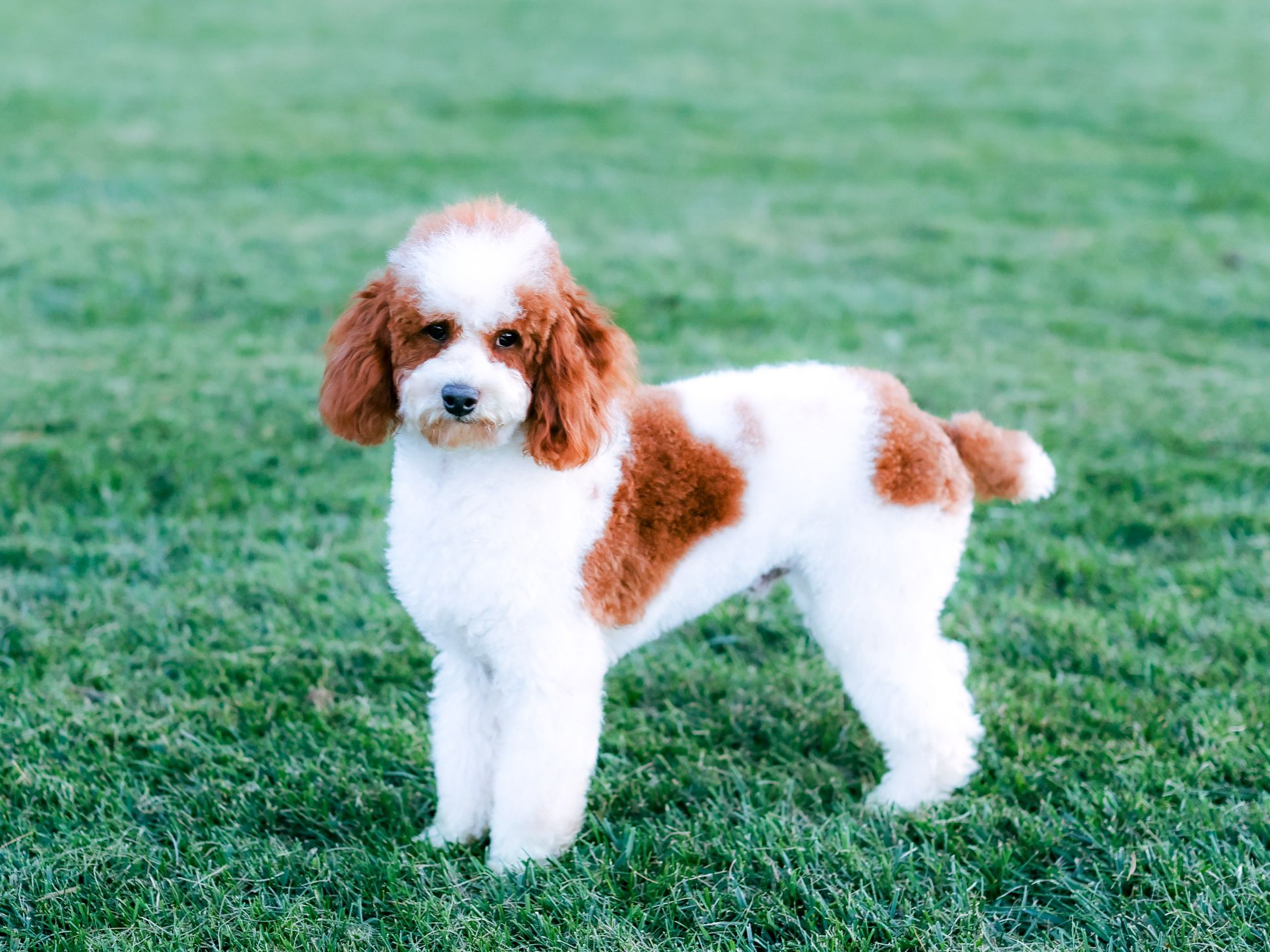 rev-poodle-father rev-poodle-father