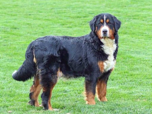 roxy-bernese-mountain-dog-mother An Adult Parent Dog playing in the field on our family-run farm