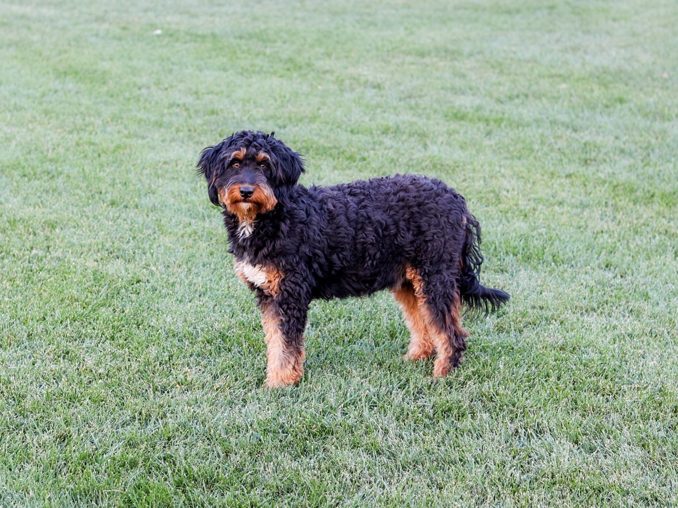 Tri-color Mini Bernedoodle