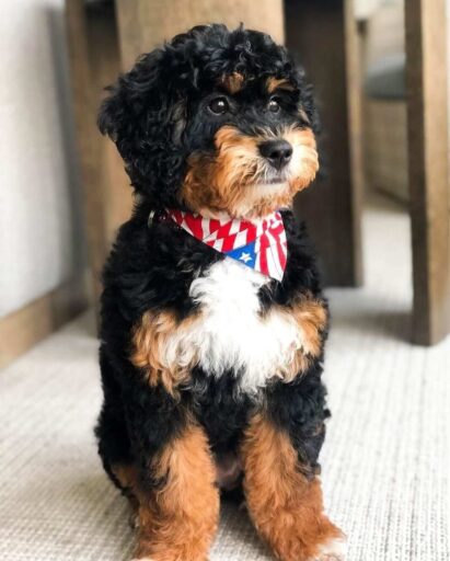 tess-bernedoodle-puppy-1 Phantom Tricolor Bernedoodle