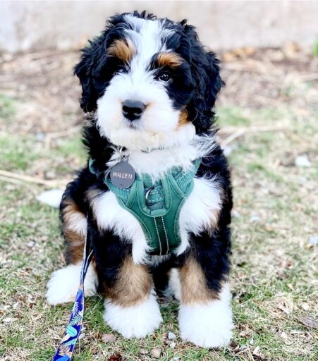 tri-color-bernedoodle-puppy bernedoodle puppies immediately available